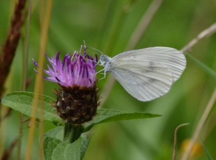 wood white.2023_01 b2 fem bucknell wood