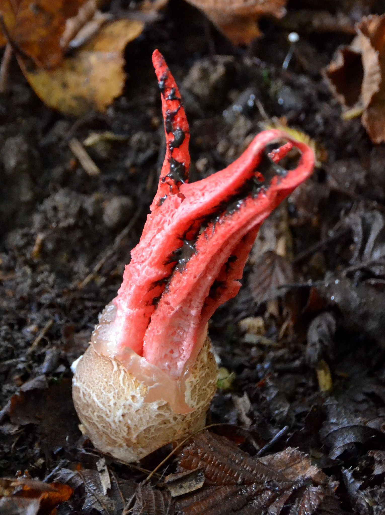 The weird and wonderful fruiting cycle of the Devil’s Fingers fungus ...