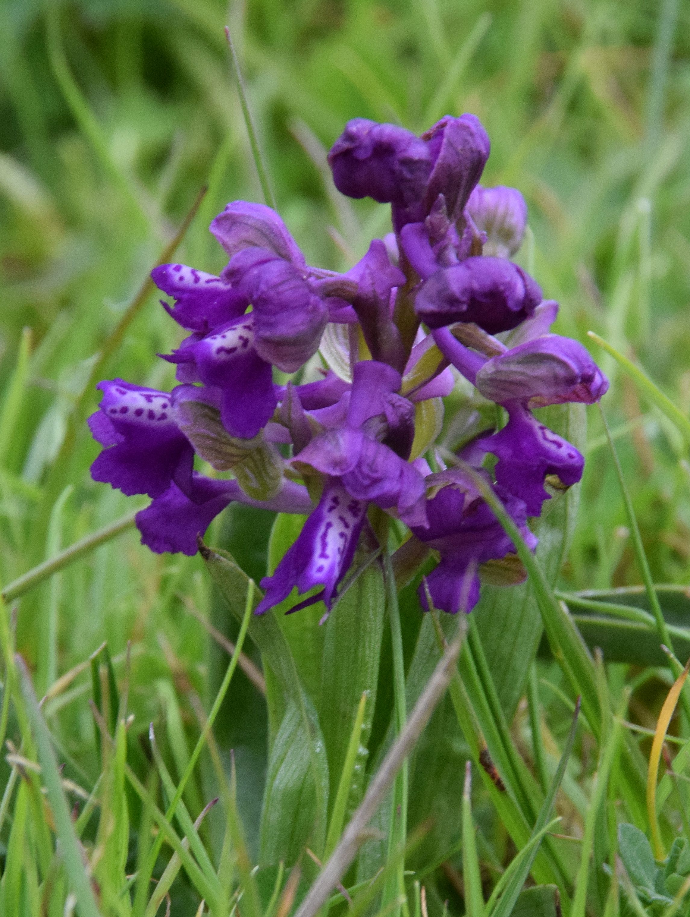 early-days-at-a-major-green-winged-orchid-colony-in-bernwood-meadows