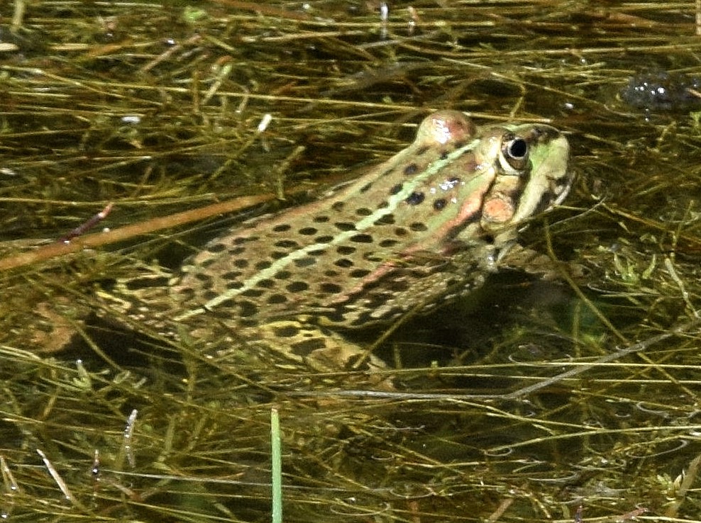 The European Pool Frogs of Greenham Common, Berks – 15th May ...