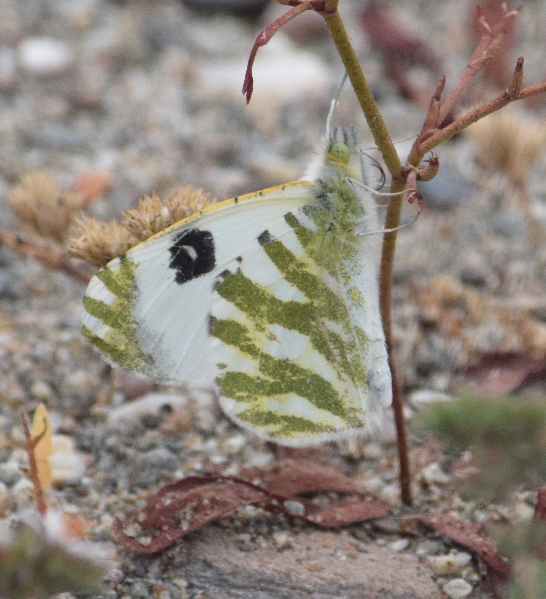 Green-striped White
